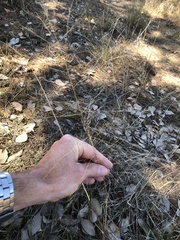Eragrostis parviflora
