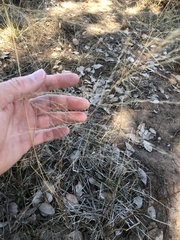 Eragrostis parviflora