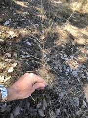 Eragrostis parviflora