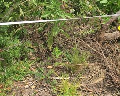 Haloragis erecta erecta