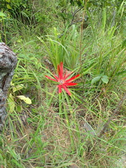 Bromelia villosa