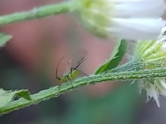 Uroleucon erigeronense