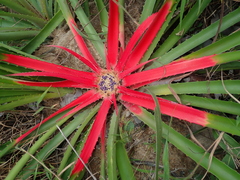 Bromelia villosa