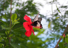 Papilio memnon agenor