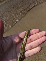 Sparganium angustifolium
