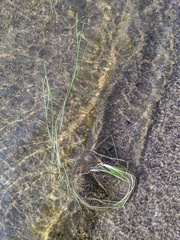 Sparganium angustifolium