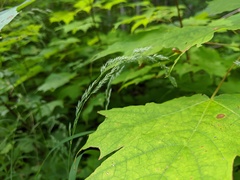 Muhlenbergia mexicana