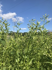 Erechtites hieraciifolius