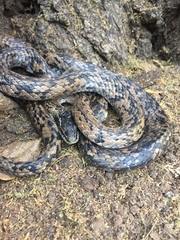 Philodryas chamissonis