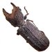 Common Horned Auger Borer - Photo (c) keesw, some rights reserved (CC BY-NC), uploaded by keesw