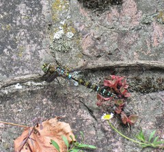 Rhionaeschna marchali