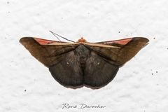 Sphacelodes vulneraria