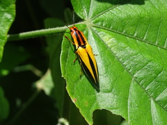 Semiotus lafertei