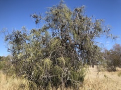 Hakea lorea