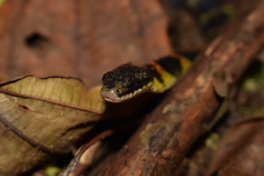 Erythrolamprus epinephalus pseudocobella