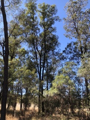 Cadellia pentastylis