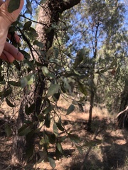 Cadellia pentastylis