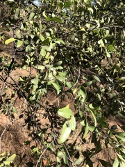 Cadellia pentastylis