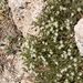 Sabulina nuttallii gracilis - Photo (c) Curren Frasch, osa oikeuksista pidätetään (CC BY-NC), lähettänyt Curren Frasch