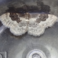 Idaea rusticata