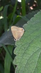 Electrostrymon endymion