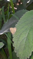 Electrostrymon endymion