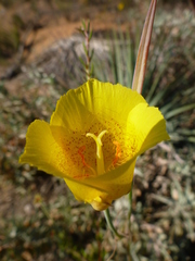 Calochortus weedii
