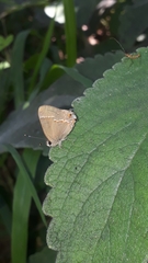 Electrostrymon endymion