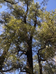 Cadellia pentastylis