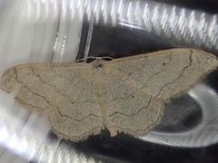 Idaea aversata