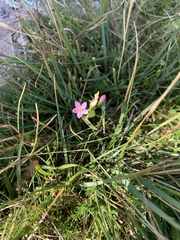 Centaurium littorale