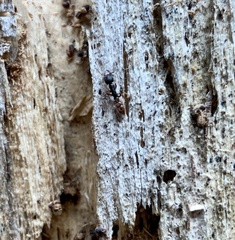 Stigmatomma oregonense