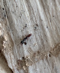 Stigmatomma oregonense