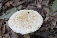 Amanita rhopalopus