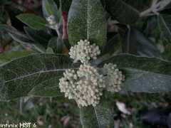 Ageratina boyacensis