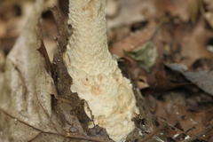 Amanita rhopalopus