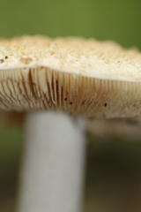 Amanita rhopalopus