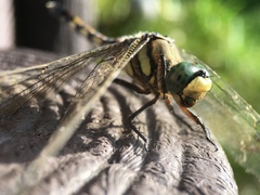 Orthetrum albistylum speciosum