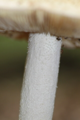 Amanita rhopalopus
