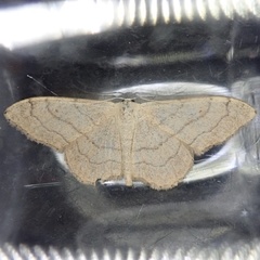 Idaea aversata