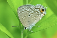 Catochrysops panormus exiguus
