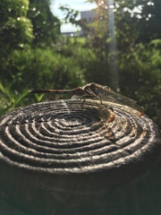 Orthetrum albistylum speciosum