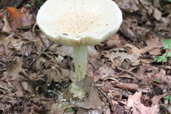 Amanita rhopalopus