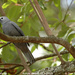 Grey Cuckooshrike - Photo (c) Tom Tarrant, some rights reserved (CC BY-NC-SA)