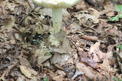 Amanita rhopalopus