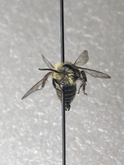 Andrena hirticincta