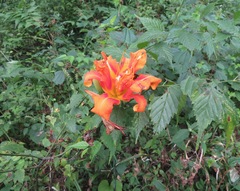 Hemerocallis fulva kwanso