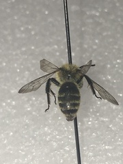 Andrena hirticincta