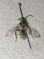 Andrena hirticincta