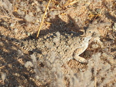 Phrynosoma goodei